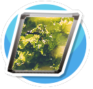Nature 4