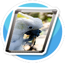 Birb 1