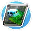 Birb 2