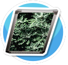 Nature 5