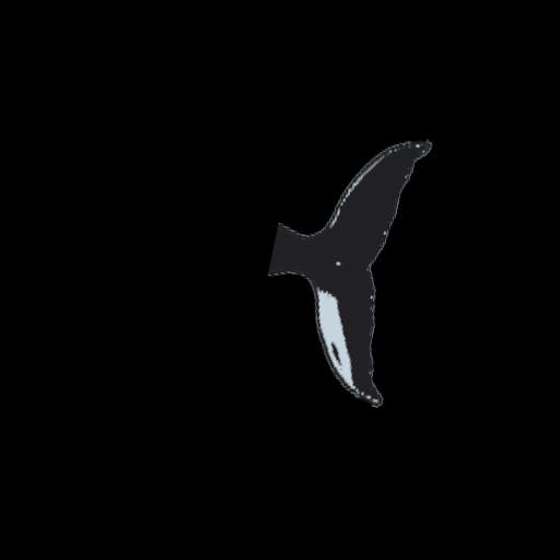 whale tail