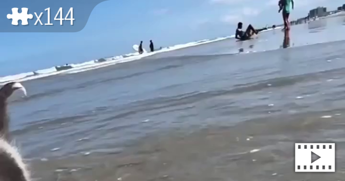 kitten on the beach