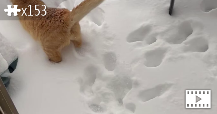 Cat in snow