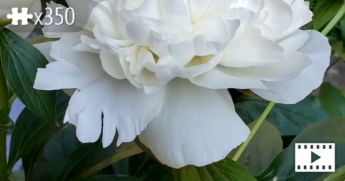 White pione