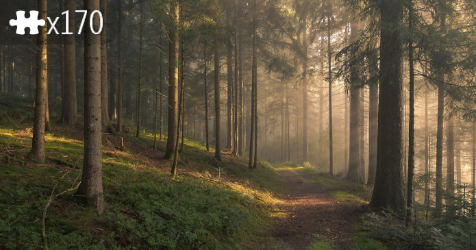 forest