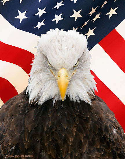 The Screaming Eagle preview