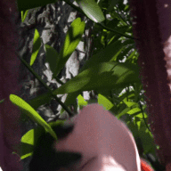 Tifa tent 4K60