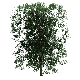 11m Tree