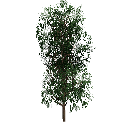 8.75m Tree