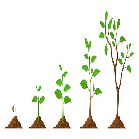 Faster Vegetation Regrowth - updated 1.0.76679