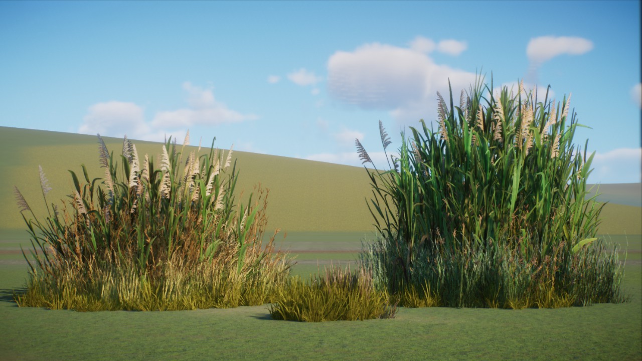 Pampas Grass by ZSHplays