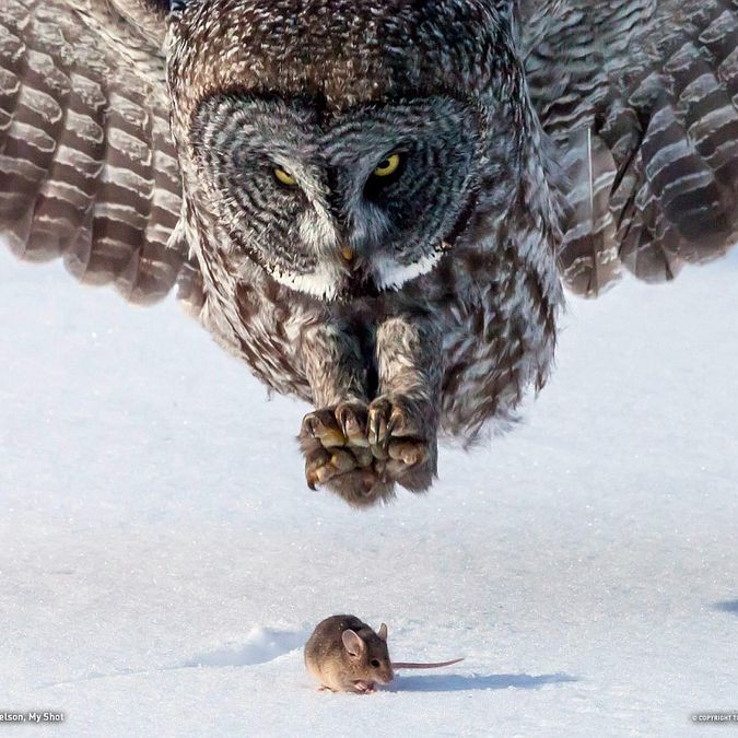 Predator prey