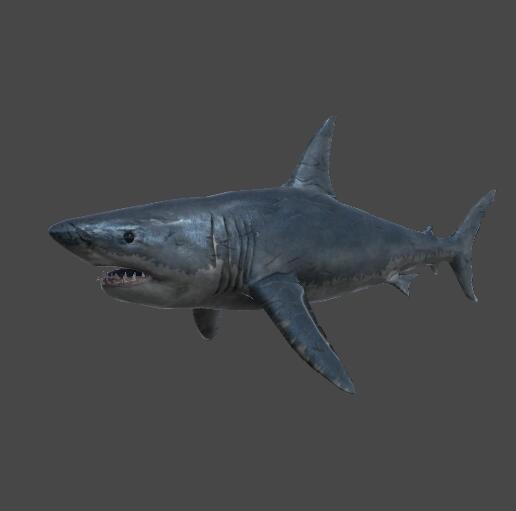 大白鲨；shark