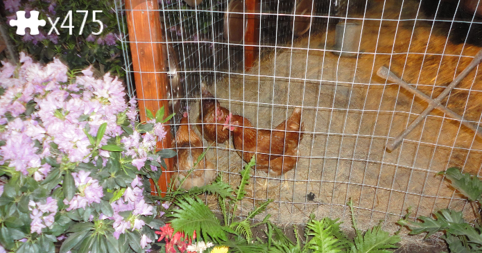i want chickens