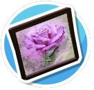 Purple Rose