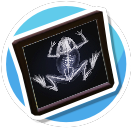 xray5