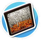 Autumn Birch