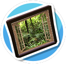 Forest Window