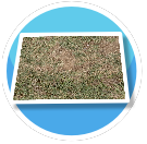Dry Grass