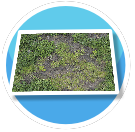 Patchy grass