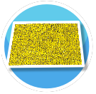 Yellow Carpet