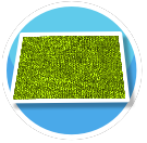 Lime carpet