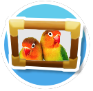 Lovebirds Lovingly Framed