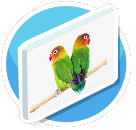 Lovebirds Canvas Point Three