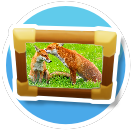 Fox Kisses