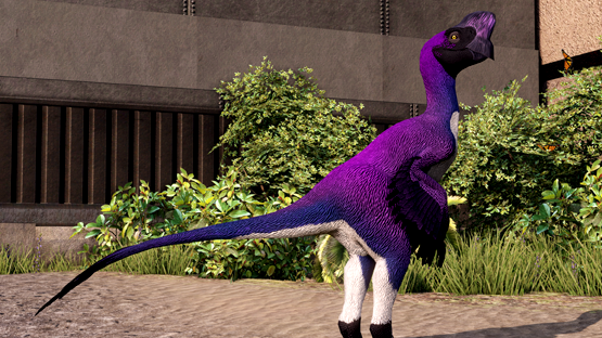 Violet-Backed Ovi