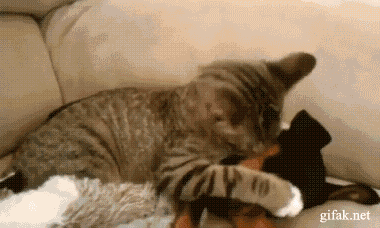 Steam Community :: :: cat dog fuck