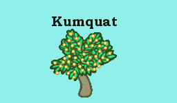 Kumquat