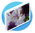 Purple Iris
