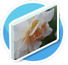 Flower-Daffodil