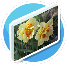 Flowers-Daffodils 2
