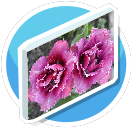 Flowers-Tulips