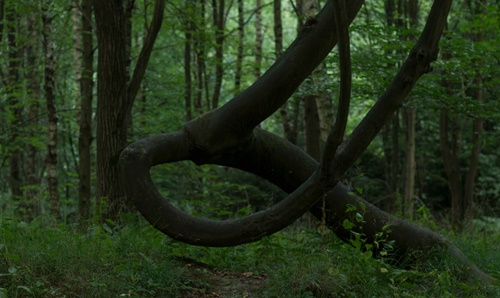 The Dark Forest