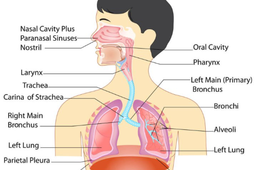 respiratory system diagram