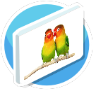 Lovebirds Canvas