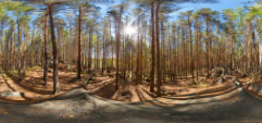 Real forest