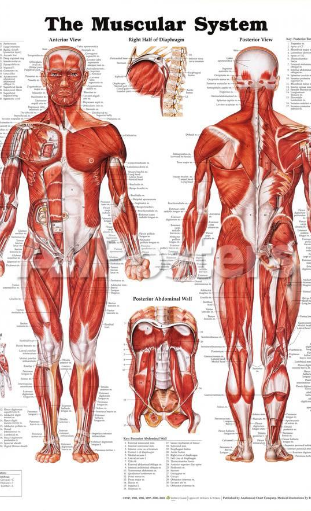 The Muscular System chart