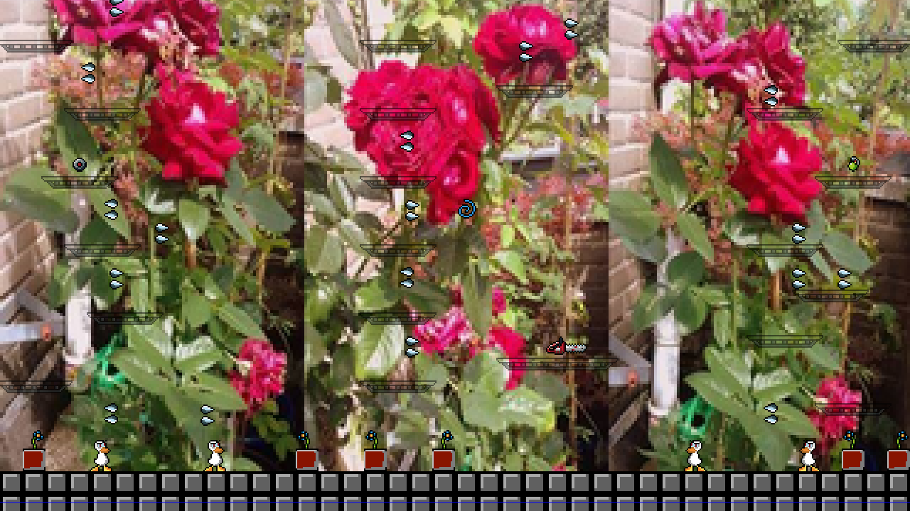 Roses