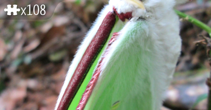 Moon moth