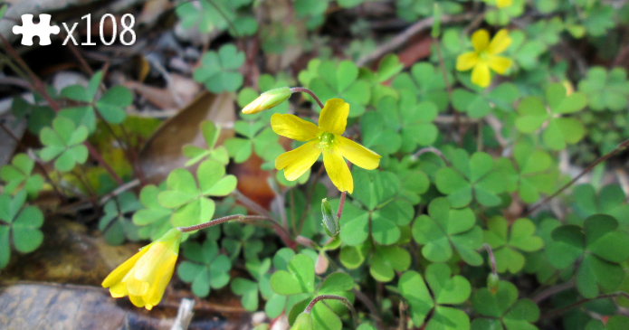 Oxalis corniculata