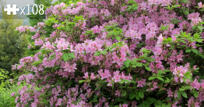 Rhododendron