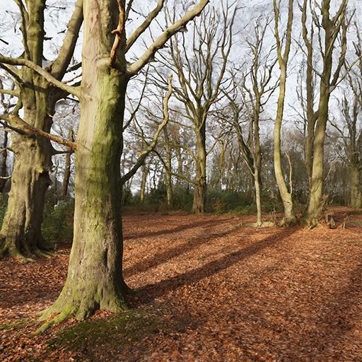 Beech Woodlands, Derbyshire, UK
