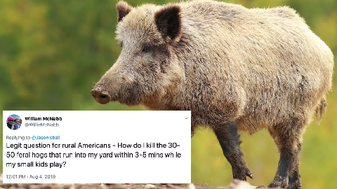 Feral Hogs