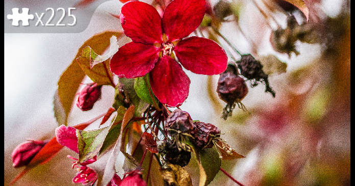 Flowering Crab Tree Blossoms