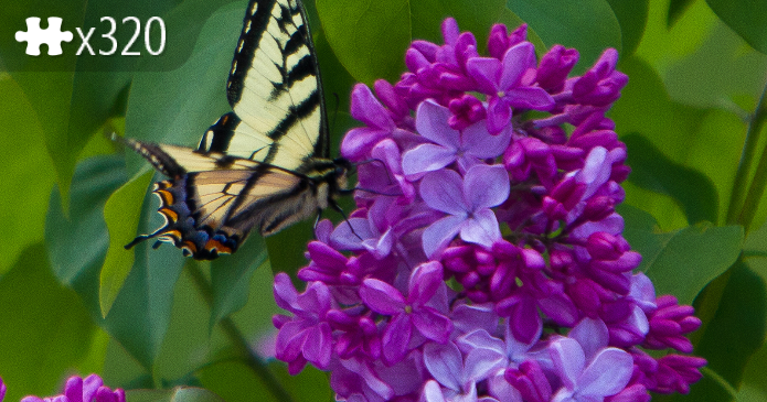 Annis Swallowtail Butterfly