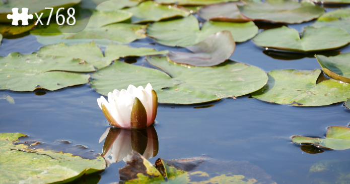 Spandau Wasserrose